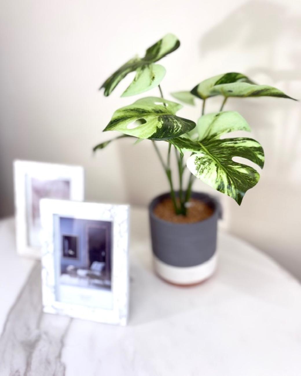 アーティフィシャルグリーン／飾り／お手入れ不要／水やりいらず／消臭／抗菌／インテリア／サボテン／フェイクグリーン／津山／岡山／雑貨屋